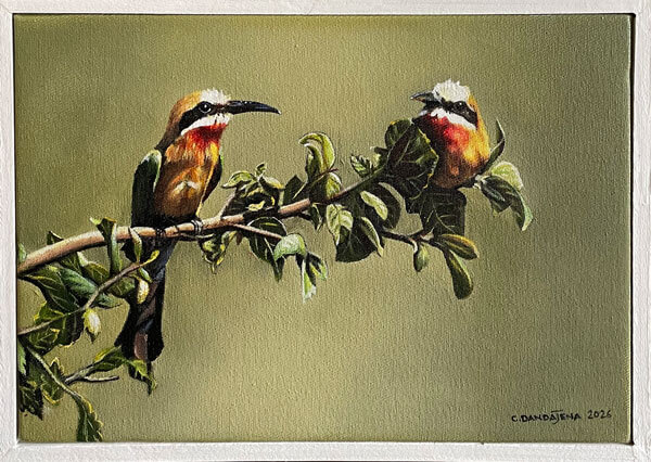 COSMAS DANDAJENAH Conversation White Fronted Bee Eater