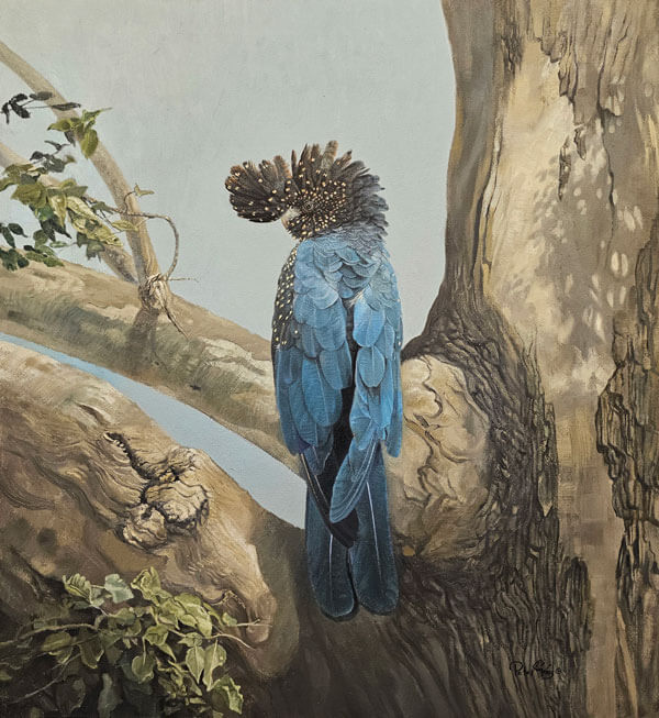 PETER GRAY Dark Blue Cockatoo Parrot